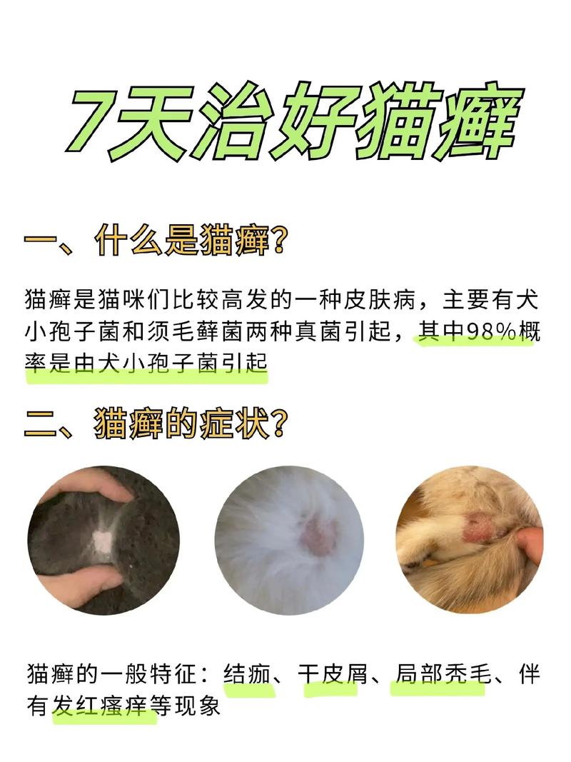 猫咪得了猫藓怎么治疗,猫咪得猫藓怎么处理?-第4张图片-后鲨宠物 猫咪得了猫藓怎么治疗,猫咪得猫藓怎么处理?-第4张图片-后鲨宠物