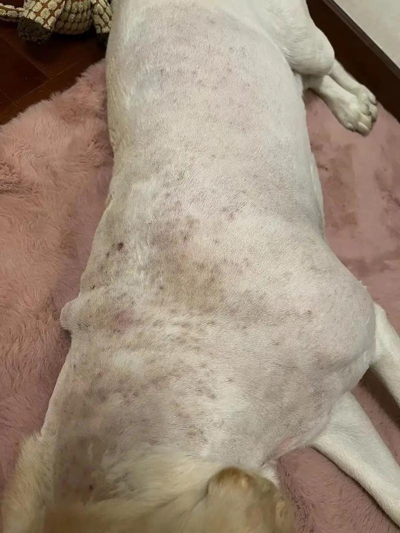 狗狗得皮肤病能洗澡吗,狗狗皮肤病还能洗澡吗?-第4张图片-后鲨宠物 狗狗得皮肤病能洗澡吗,狗狗皮肤病还能洗澡吗?-第4张图片-后鲨宠物