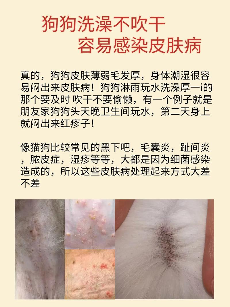 狗狗得皮肤病能洗澡吗,狗狗皮肤病还能洗澡吗?-第6张图片-后鲨宠物 狗狗得皮肤病能洗澡吗,狗狗皮肤病还能洗澡吗?-第6张图片-后鲨宠物