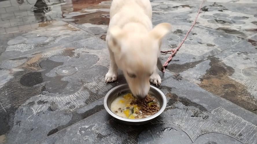 狗狗可以吃大米粥吗,狗狗能吃大米汤吗-第1张图片-后鲨宠物 狗狗可以吃大米粥吗,狗狗能吃大米汤吗-第1张图片-后鲨宠物