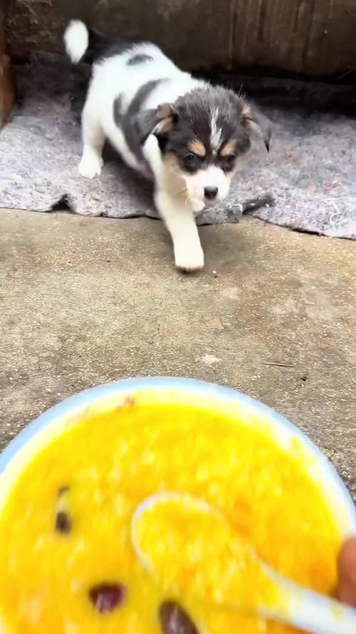 狗狗可以吃大米粥吗,狗狗能吃大米汤吗-第3张图片-后鲨宠物 狗狗可以吃大米粥吗,狗狗能吃大米汤吗-第3张图片-后鲨宠物