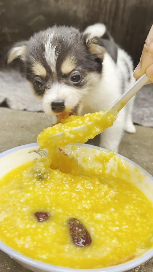 狗狗可以吃大米粥吗,狗狗能吃大米汤吗-第5张图片-后鲨宠物 狗狗可以吃大米粥吗,狗狗能吃大米汤吗-第5张图片-后鲨宠物