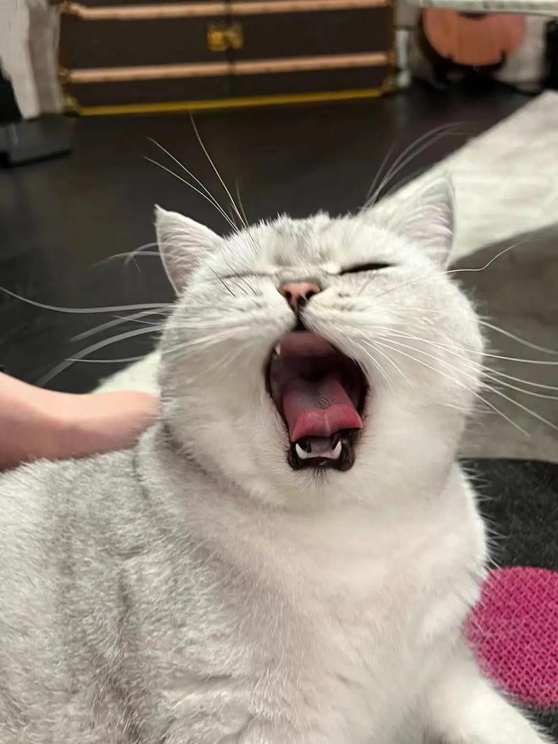 猫咪突然大量流口水,猫咪突然大量流口水呕吐-第4张图片-后鲨宠物 猫咪突然大量流口水,猫咪突然大量流口水呕吐-第4张图片-后鲨宠物