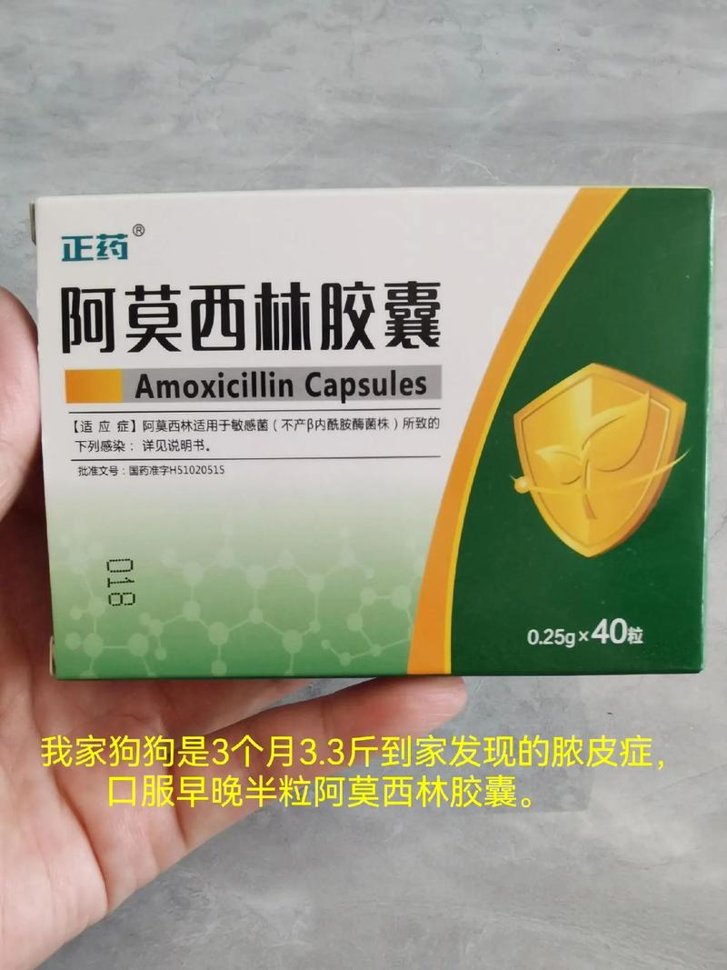 狗狗耳螨多久能好_狗狗耳螨会自愈吗-第1张图片-后鲨宠物 狗狗耳螨多久能好_狗狗耳螨会自愈吗-第1张图片-后鲨宠物