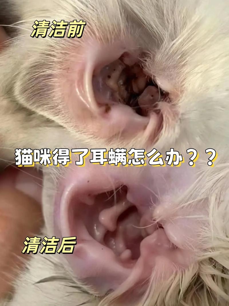 狗狗耳螨多久能好_狗狗耳螨会自愈吗-第3张图片-后鲨宠物 狗狗耳螨多久能好_狗狗耳螨会自愈吗-第3张图片-后鲨宠物