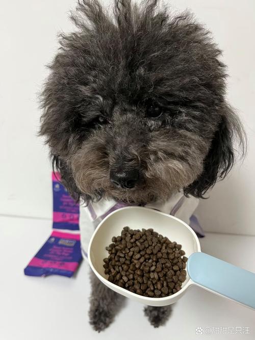 两个月大的狗狗可以吃什么,两个月狗狗可以吃些什么?-第1张图片-后鲨宠物 两个月大的狗狗可以吃什么,两个月狗狗可以吃些什么?-第1张图片-后鲨宠物