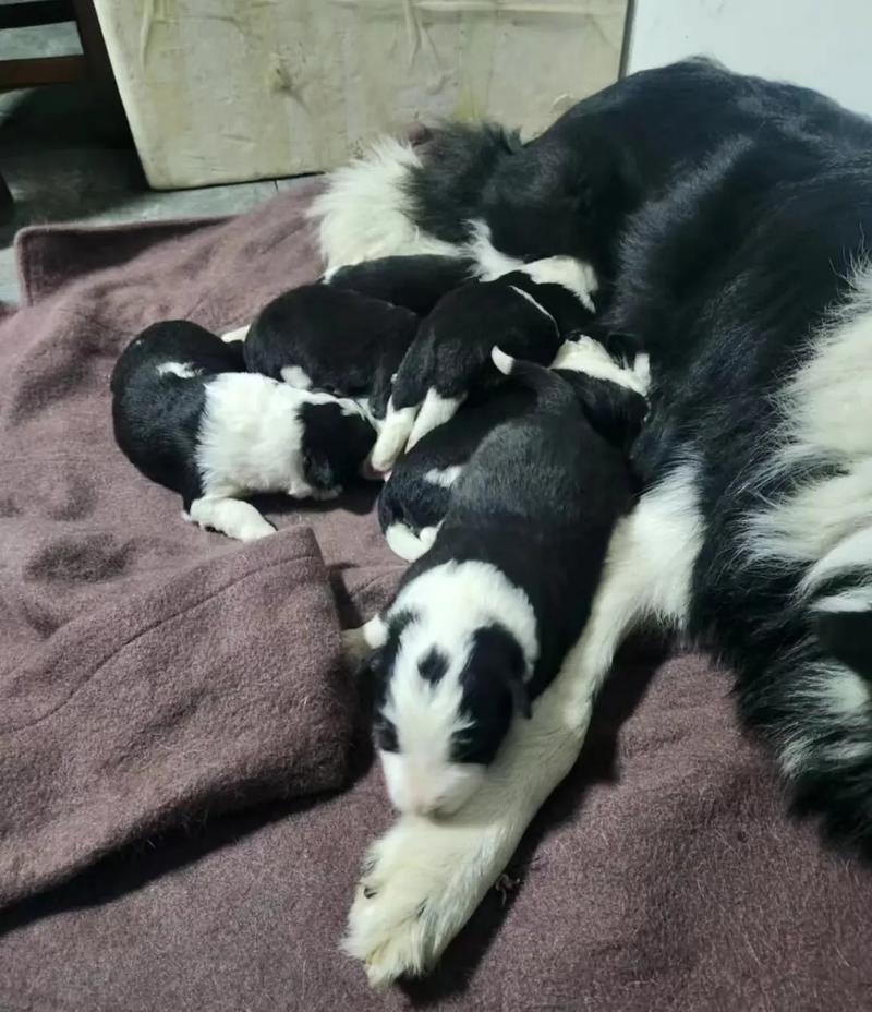 两个月大的狗狗可以吃什么,两个月狗狗可以吃些什么?-第4张图片-后鲨宠物 两个月大的狗狗可以吃什么,两个月狗狗可以吃些什么?-第4张图片-后鲨宠物