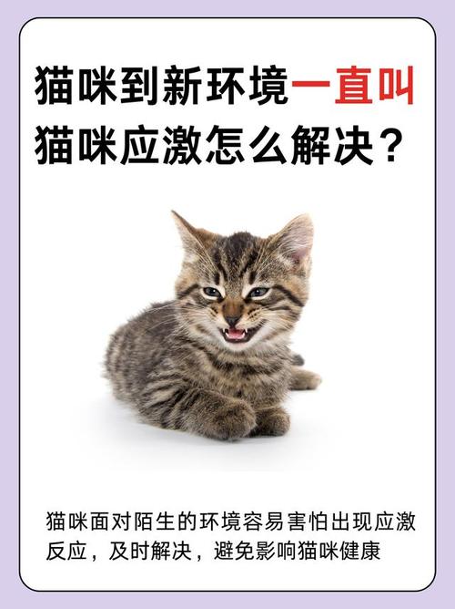 刚来的猫咪多久能熟悉,新来的猫多久才能混熟-第1张图片-后鲨宠物 刚来的猫咪多久能熟悉,新来的猫多久才能混熟-第1张图片-后鲨宠物