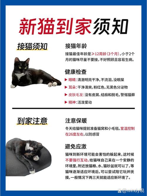 刚来的猫咪多久能熟悉,新来的猫多久才能混熟-第3张图片-后鲨宠物 刚来的猫咪多久能熟悉,新来的猫多久才能混熟-第3张图片-后鲨宠物