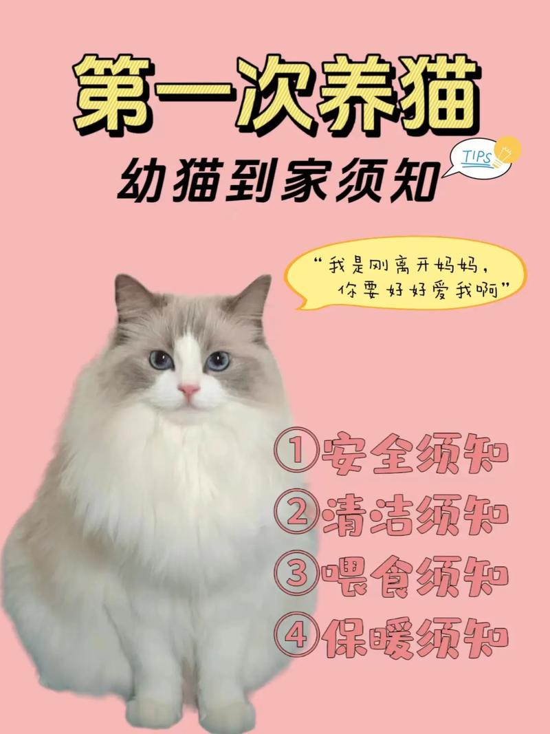 刚来的猫咪多久能熟悉,新来的猫多久才能混熟-第5张图片-后鲨宠物 刚来的猫咪多久能熟悉,新来的猫多久才能混熟-第5张图片-后鲨宠物
