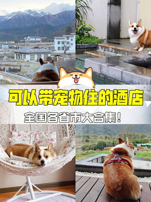 狗狗可以住酒店吗,狗狗可以住酒店吗为什么?-第4张图片-后鲨宠物 狗狗可以住酒店吗,狗狗可以住酒店吗为什么?-第4张图片-后鲨宠物