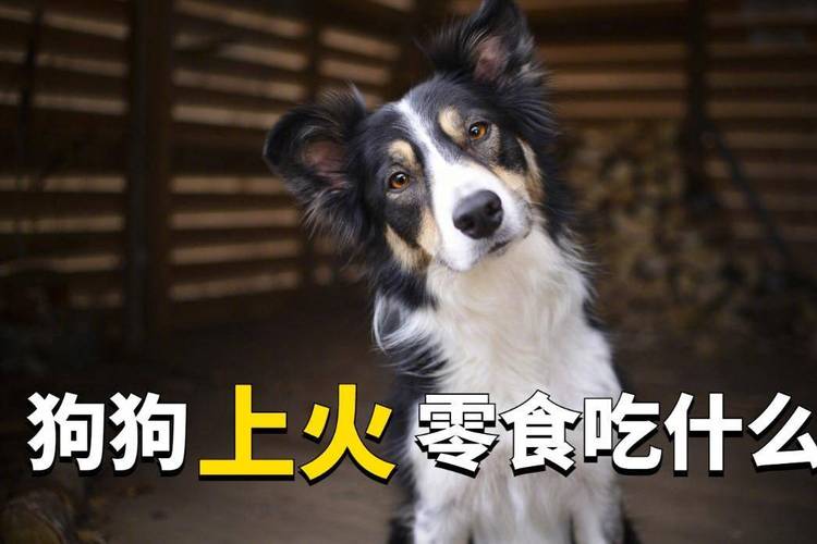 狗狗上火吃什么,狗狗上火吃什么药管用?-第2张图片-后鲨宠物 狗狗上火吃什么,狗狗上火吃什么药管用?-第2张图片-后鲨宠物