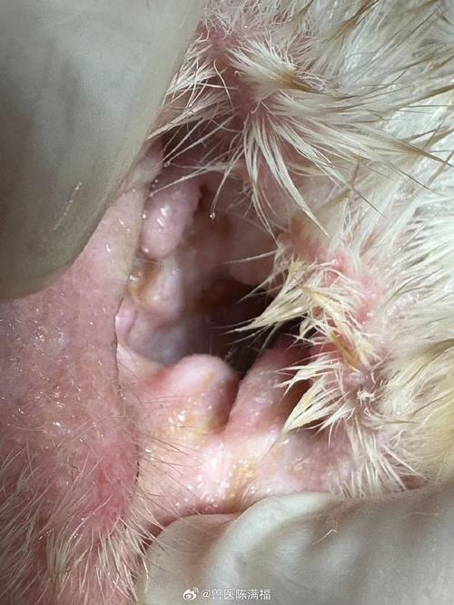 狗狗耳朵流脓用什么药,狗狗耳朵流脓发臭用什么药-第3张图片-后鲨宠物 狗狗耳朵流脓用什么药,狗狗耳朵流脓发臭用什么药-第3张图片-后鲨宠物