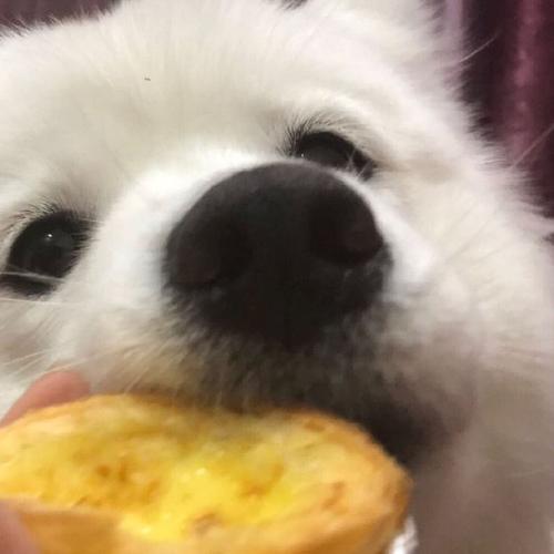 狗狗可以吃蛋挞吗_狗狗可以吃蛋挞吗会死吗-第1张图片-后鲨宠物 狗狗可以吃蛋挞吗_狗狗可以吃蛋挞吗会死吗-第1张图片-后鲨宠物