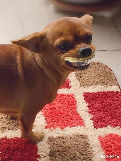 狗狗可以吃蛋挞吗_狗狗可以吃蛋挞吗会死吗-第4张图片-后鲨宠物 狗狗可以吃蛋挞吗_狗狗可以吃蛋挞吗会死吗-第4张图片-后鲨宠物