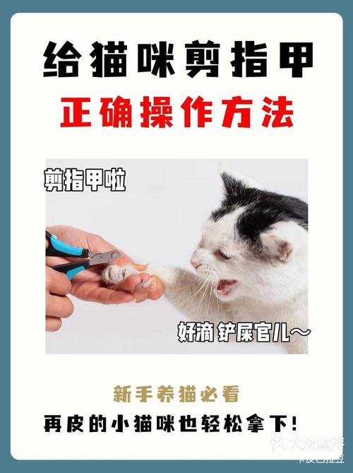 猫咪的指甲怎么剪,猫咪的指甲怎么剪正确?-第6张图片-后鲨宠物 猫咪的指甲怎么剪,猫咪的指甲怎么剪正确?-第6张图片-后鲨宠物