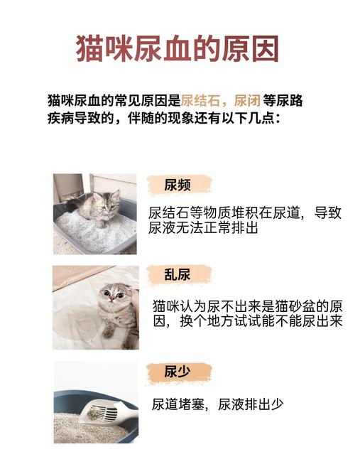 猫咪尿血是什么原因,猫咪尿血是什么原因造成的-第2张图片-后鲨宠物 猫咪尿血是什么原因,猫咪尿血是什么原因造成的-第2张图片-后鲨宠物