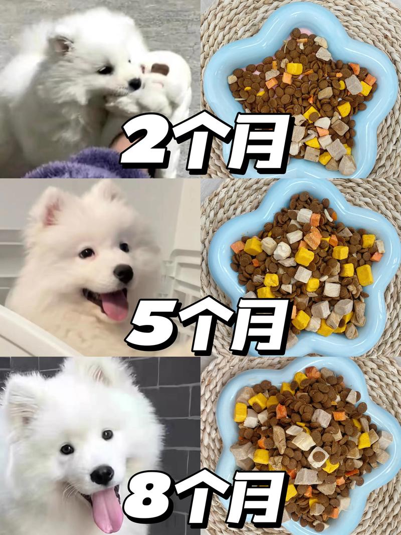 五个月狗狗吃多少狗粮_五个月狗狗吃多少狗粮正常-第5张图片-后鲨宠物 五个月狗狗吃多少狗粮_五个月狗狗吃多少狗粮正常-第5张图片-后鲨宠物