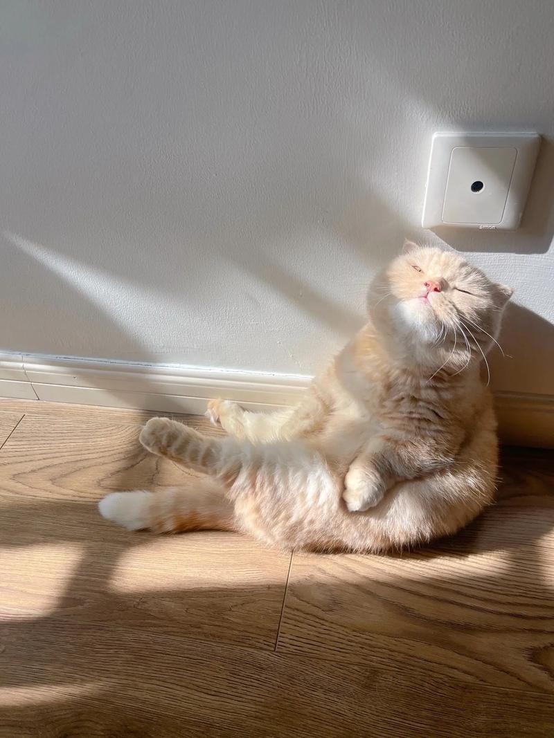 猫咪不喜欢晒太阳,猫咪不喜欢晒太阳的原因?-第1张图片-后鲨宠物 猫咪不喜欢晒太阳,猫咪不喜欢晒太阳的原因?-第1张图片-后鲨宠物