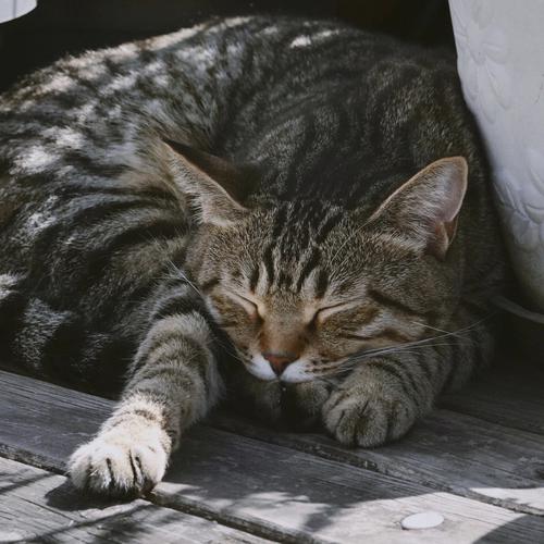 猫咪不喜欢晒太阳,猫咪不喜欢晒太阳的原因?-第2张图片-后鲨宠物 猫咪不喜欢晒太阳,猫咪不喜欢晒太阳的原因?-第2张图片-后鲨宠物