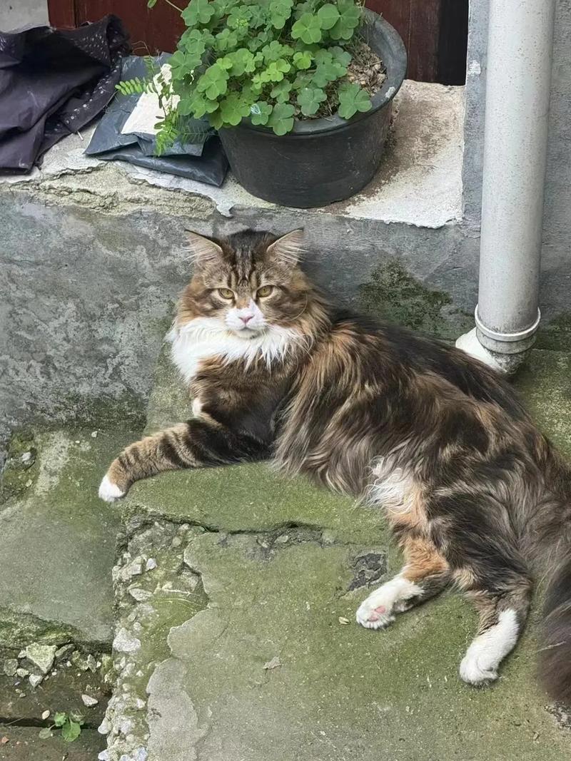 猫咪不喜欢晒太阳,猫咪不喜欢晒太阳的原因?-第3张图片-后鲨宠物 猫咪不喜欢晒太阳,猫咪不喜欢晒太阳的原因?-第3张图片-后鲨宠物