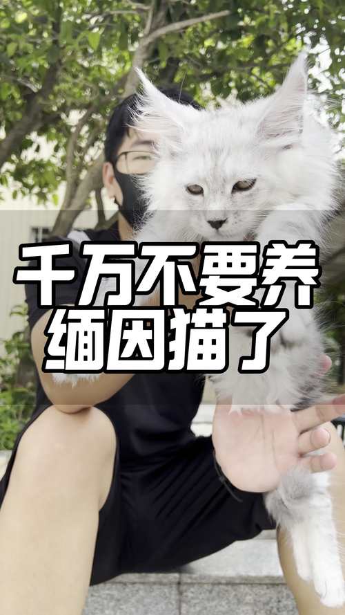 猫咪不喜欢晒太阳,猫咪不喜欢晒太阳的原因?-第4张图片-后鲨宠物 猫咪不喜欢晒太阳,猫咪不喜欢晒太阳的原因?-第4张图片-后鲨宠物