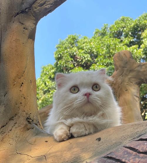 猫咪不喜欢晒太阳,猫咪不喜欢晒太阳的原因?-第5张图片-后鲨宠物 猫咪不喜欢晒太阳,猫咪不喜欢晒太阳的原因?-第5张图片-后鲨宠物