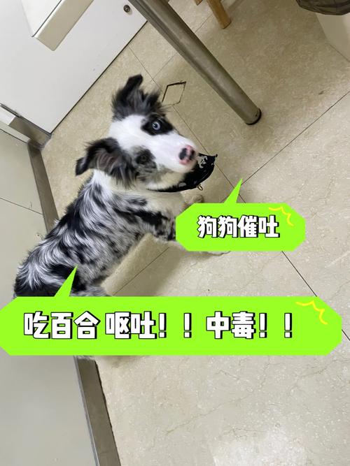 狗狗吃了布条怎么办_狗狗吃了布条多久排出-第1张图片-后鲨宠物 狗狗吃了布条怎么办_狗狗吃了布条多久排出-第1张图片-后鲨宠物