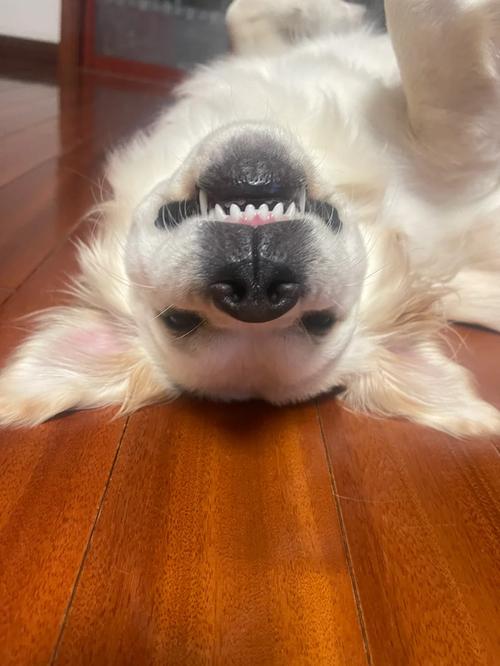 狗狗吃了布条怎么办_狗狗吃了布条多久排出-第4张图片-后鲨宠物 狗狗吃了布条怎么办_狗狗吃了布条多久排出-第4张图片-后鲨宠物