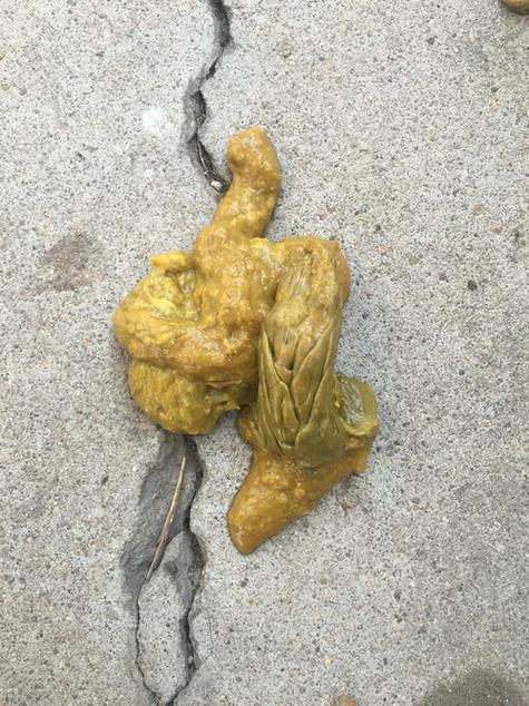 狗狗大便臭是什么原因_狗狗大便有点臭-第2张图片-后鲨宠物 狗狗大便臭是什么原因_狗狗大便有点臭-第2张图片-后鲨宠物