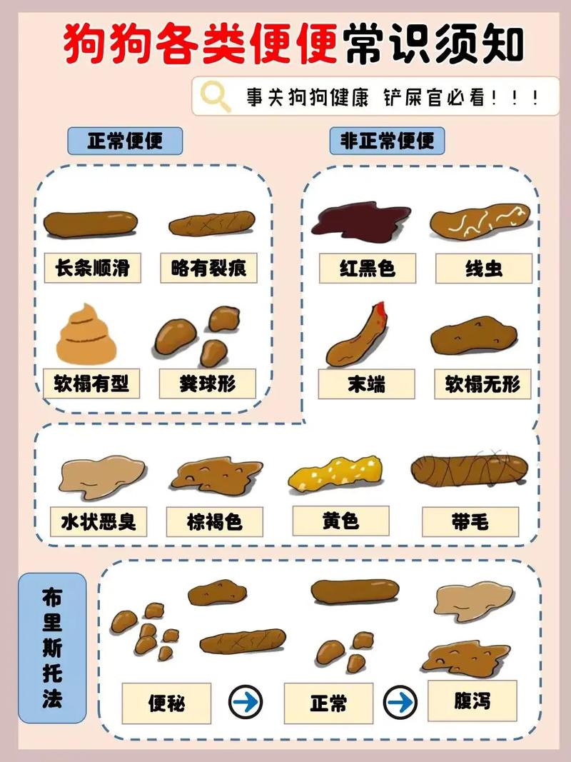 狗狗大便臭是什么原因_狗狗大便有点臭-第5张图片-后鲨宠物 狗狗大便臭是什么原因_狗狗大便有点臭-第5张图片-后鲨宠物