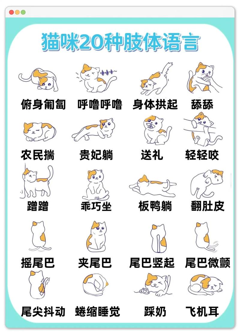 怎样跟猫咪沟通,怎样跟猫咪沟通交流-第3张图片-后鲨宠物 怎样跟猫咪沟通,怎样跟猫咪沟通交流-第3张图片-后鲨宠物