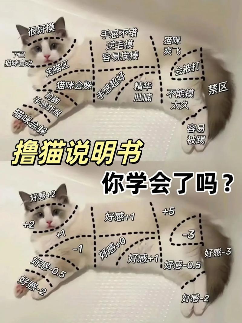 怎样跟猫咪沟通,怎样跟猫咪沟通交流-第5张图片-后鲨宠物 怎样跟猫咪沟通,怎样跟猫咪沟通交流-第5张图片-后鲨宠物