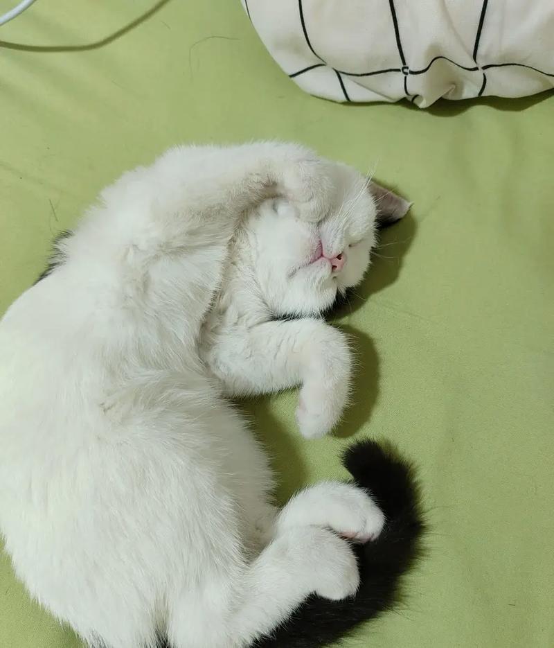 猫咪每天睡多久,猫咪每天要睡多久才好-第5张图片-后鲨宠物 猫咪每天睡多久,猫咪每天要睡多久才好-第5张图片-后鲨宠物