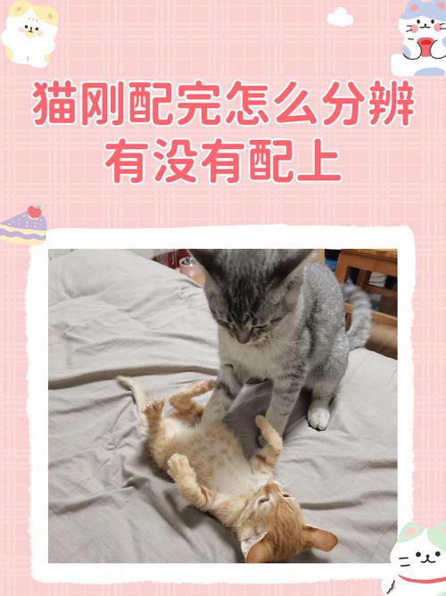 猫咪配种注意事项,给猫配种需要注意什么-第2张图片-后鲨宠物 猫咪配种注意事项,给猫配种需要注意什么-第2张图片-后鲨宠物