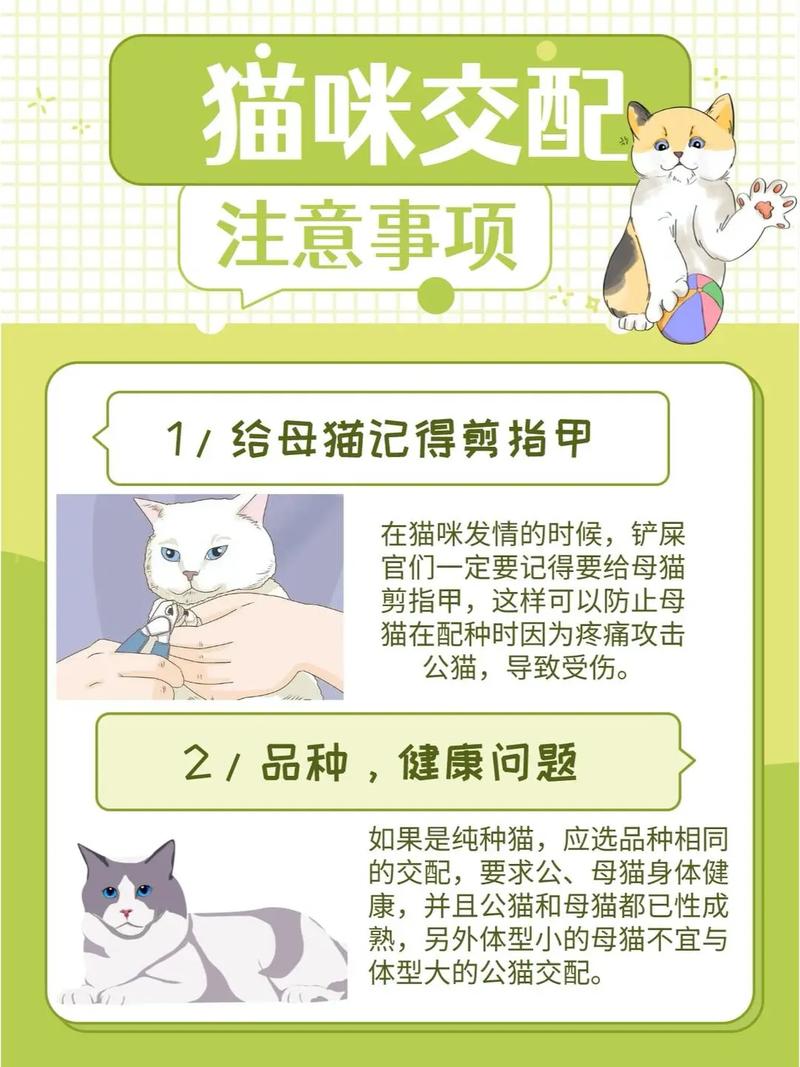 猫咪配种注意事项,给猫配种需要注意什么-第3张图片-后鲨宠物 猫咪配种注意事项,给猫配种需要注意什么-第3张图片-后鲨宠物