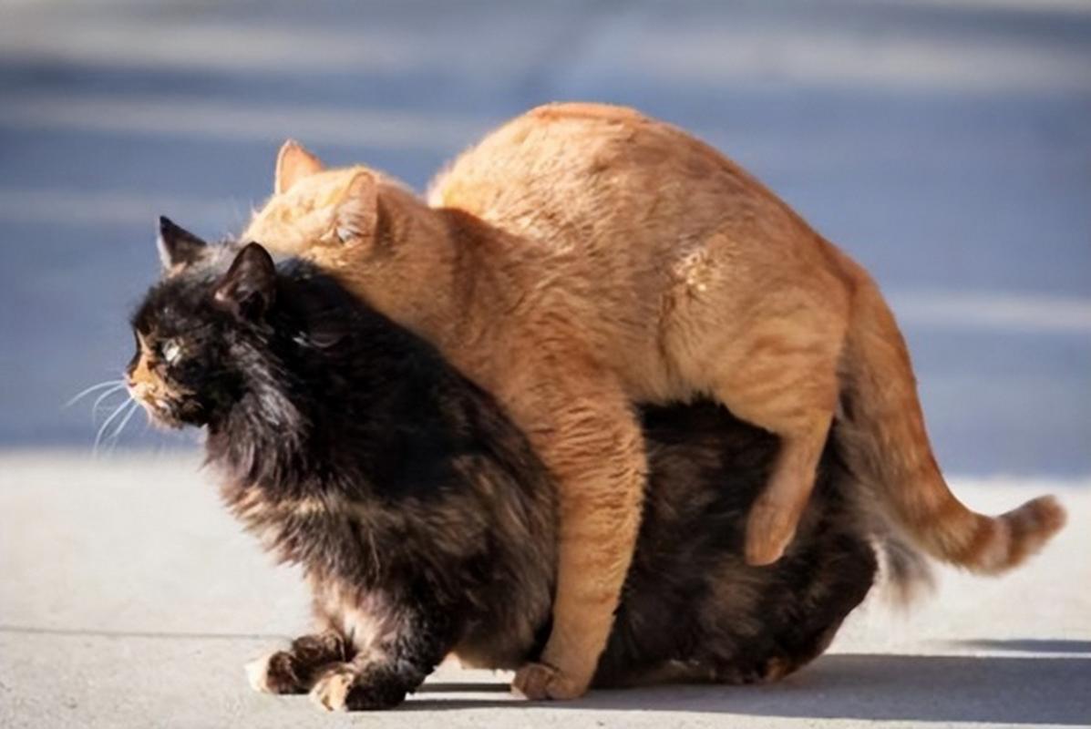 猫咪配种注意事项,给猫配种需要注意什么-第5张图片-后鲨宠物 猫咪配种注意事项,给猫配种需要注意什么-第5张图片-后鲨宠物