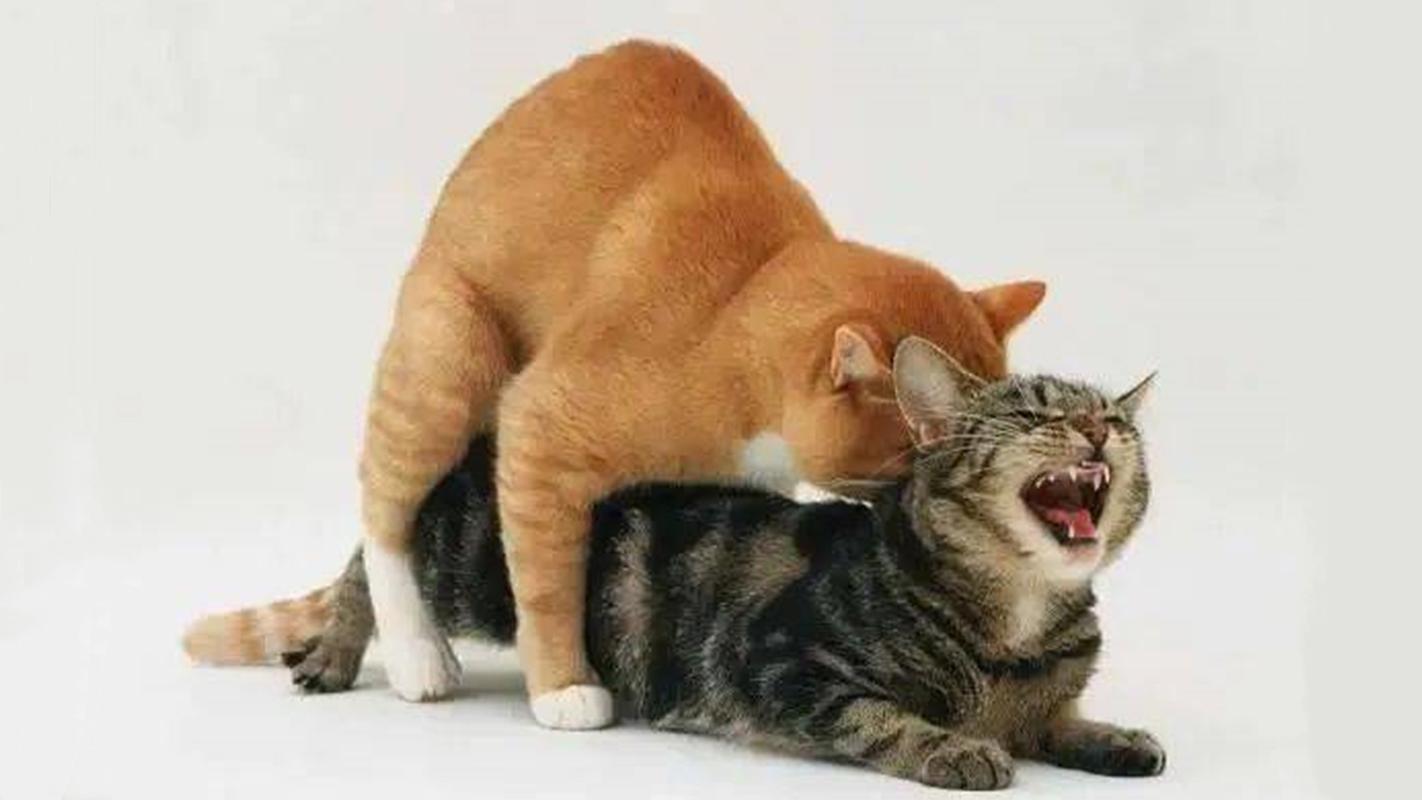 猫咪配种注意事项,给猫配种需要注意什么-第6张图片-后鲨宠物 猫咪配种注意事项,给猫配种需要注意什么-第6张图片-后鲨宠物