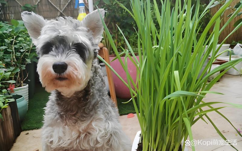 狗狗能吃韭菜么,狗狗能吃韭菜么嘛-第5张图片-后鲨宠物 狗狗能吃韭菜么,狗狗能吃韭菜么嘛-第5张图片-后鲨宠物