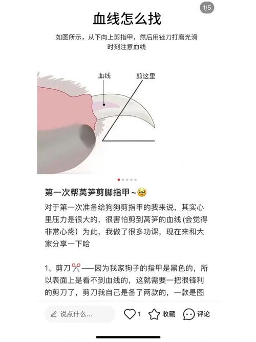 狗狗可以剪指甲吗_狗狗可以剪指甲吗视频-第3张图片-后鲨宠物 狗狗可以剪指甲吗_狗狗可以剪指甲吗视频-第3张图片-后鲨宠物