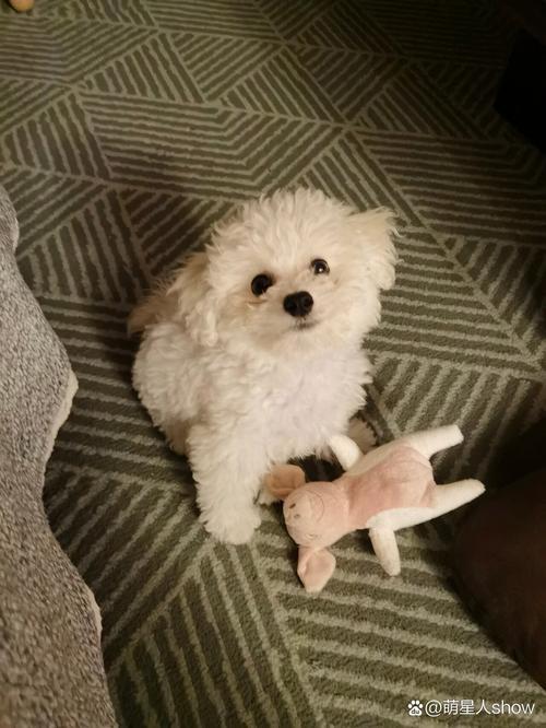 狗狗能喝养乐多吗_狗狗能喝养乐多吗0糖-第3张图片-后鲨宠物 狗狗能喝养乐多吗_狗狗能喝养乐多吗0糖-第3张图片-后鲨宠物