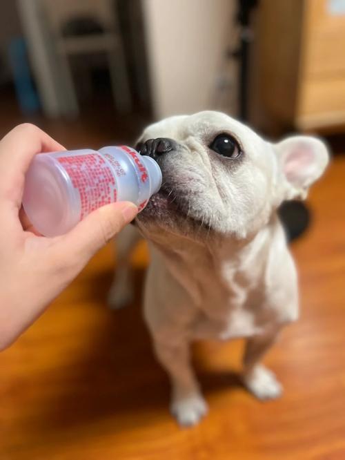狗狗能喝养乐多吗_狗狗能喝养乐多吗0糖-第5张图片-后鲨宠物 狗狗能喝养乐多吗_狗狗能喝养乐多吗0糖-第5张图片-后鲨宠物