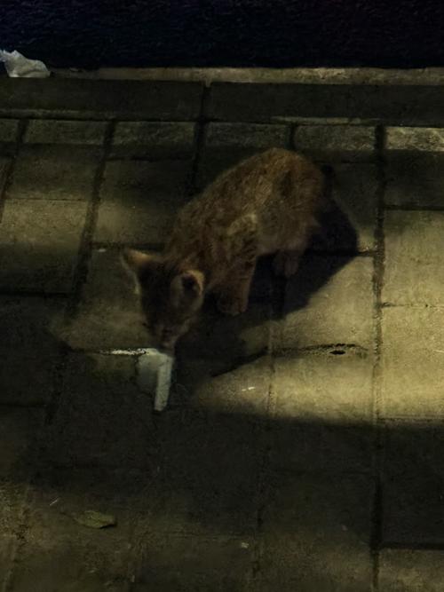 猫咪晚上叫是怎么回事,猫咪夜里老是叫唤的原因是什么呢?-第4张图片-后鲨宠物 猫咪晚上叫是怎么回事,猫咪夜里老是叫唤的原因是什么呢?-第4张图片-后鲨宠物