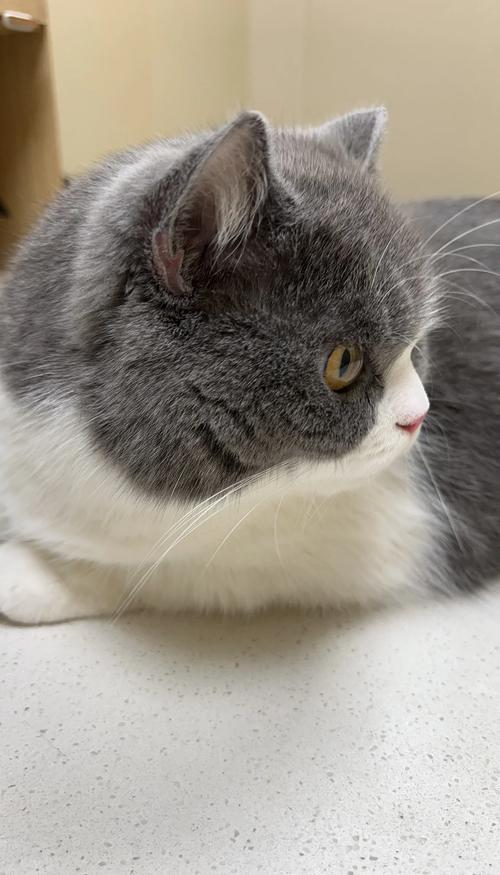 怎么知道猫咪快生了,怎么看猫咪是否快生了?-第1张图片-后鲨宠物 怎么知道猫咪快生了,怎么看猫咪是否快生了?-第1张图片-后鲨宠物