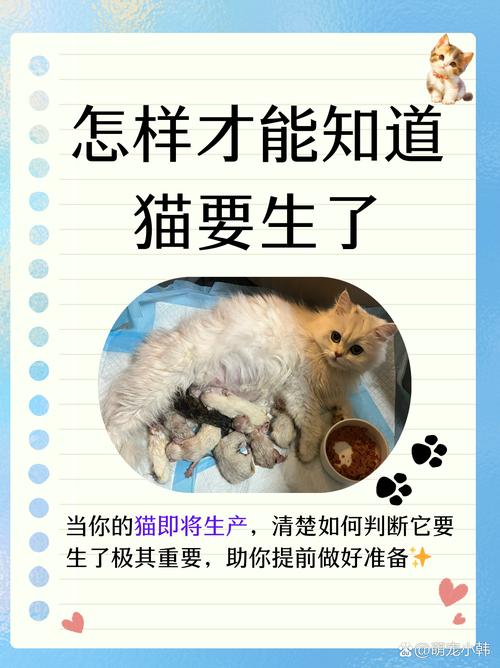 怎么知道猫咪快生了,怎么看猫咪是否快生了?-第3张图片-后鲨宠物 怎么知道猫咪快生了,怎么看猫咪是否快生了?-第3张图片-后鲨宠物