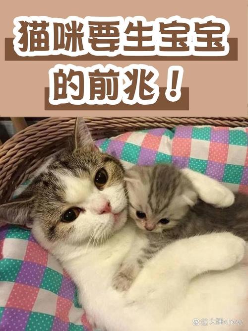 怎么知道猫咪快生了,怎么看猫咪是否快生了?-第5张图片-后鲨宠物 怎么知道猫咪快生了,怎么看猫咪是否快生了?-第5张图片-后鲨宠物