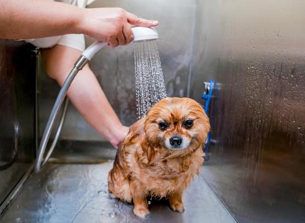 狗狗感冒了能洗澡吗,狗狗感冒了可以洗澡吗?帮它擦干吹干?-第1张图片-后鲨宠物 狗狗感冒了能洗澡吗,狗狗感冒了可以洗澡吗?帮它擦干吹干?-第1张图片-后鲨宠物