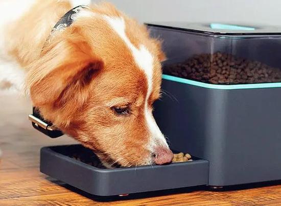 狗狗不长肉是什么原因,狗狗不长肉怎么办?-第1张图片-后鲨宠物 狗狗不长肉是什么原因,狗狗不长肉怎么办?-第1张图片-后鲨宠物