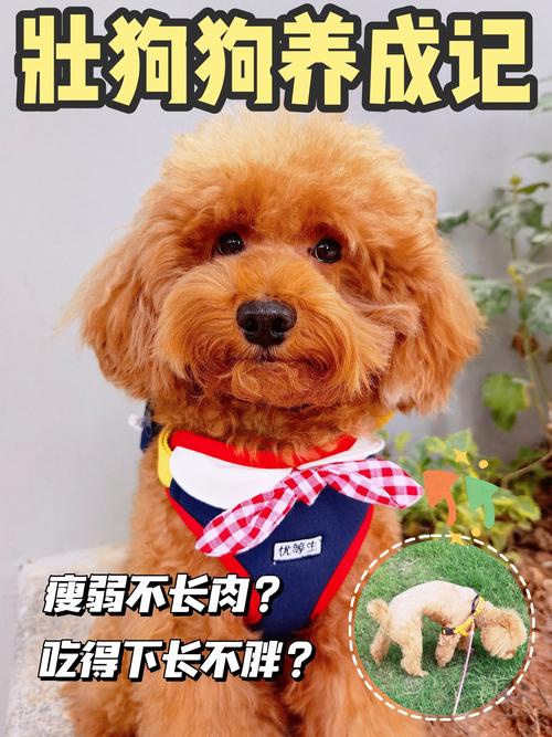 狗狗不长肉是什么原因,狗狗不长肉怎么办?-第2张图片-后鲨宠物 狗狗不长肉是什么原因,狗狗不长肉怎么办?-第2张图片-后鲨宠物