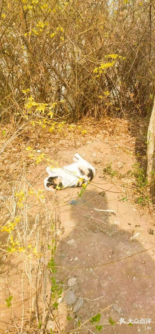 猫咪到处蹭是怎么了，猫咪老到处蹭？-第1张图片-后鲨宠物